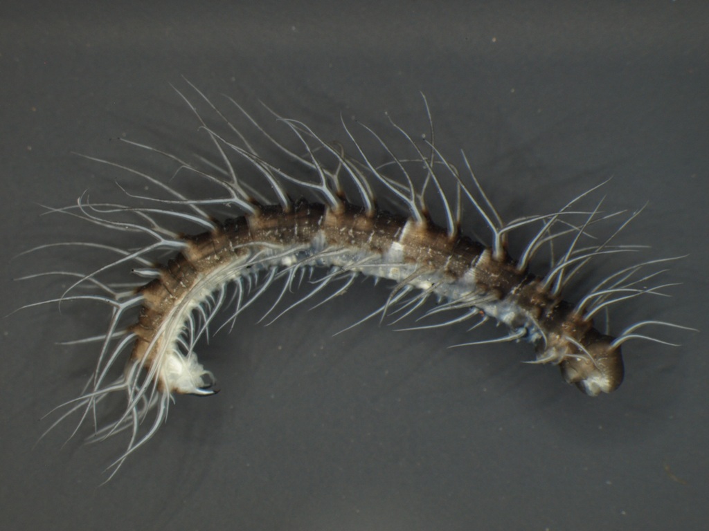 Phalacrocera replicata